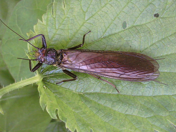 pošvatka Plecoptera sp.