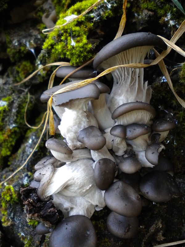 hliva ustricovitá Pleurotus ostreatus (Jacq.) P. Kumm.