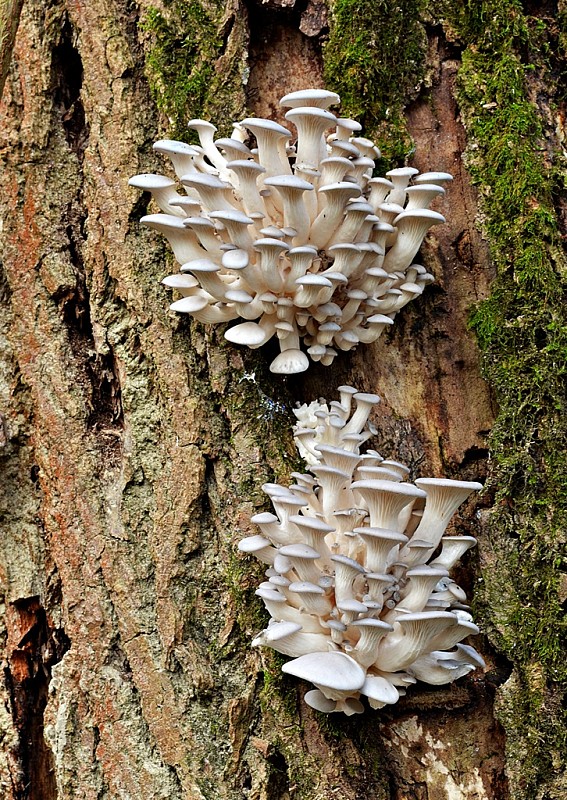 hliva ustricovitá Pleurotus ostreatus (Jacq.) P. Kumm.