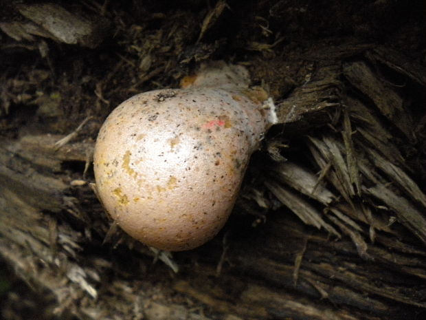 sieťnatka obyčajná Reticularia lycoperdon Bull.