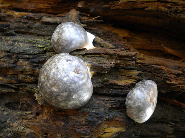 sieťnatka obyčajná Reticularia lycoperdon Bull.