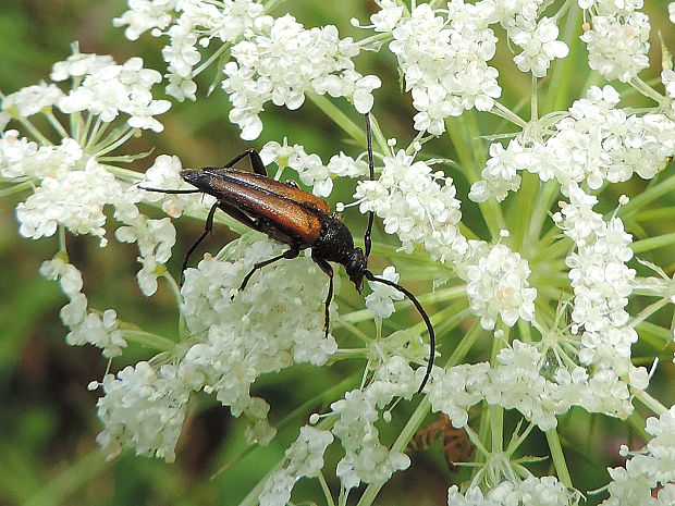 fuzáč kvetový / tesařík černošpičký ♂ Stenurella melanura Linnaeus, 1758