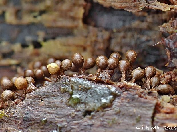 vlasnačka Trichia sp.