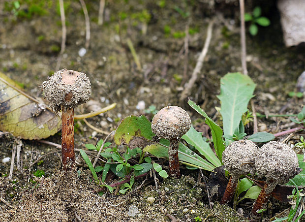 stopkovec hrdzavohnedý Tulostoma melanocyclum Bres.