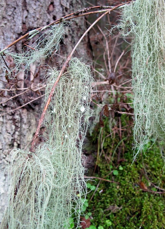 bradatec Usnea sp. Dill. ex Adans.