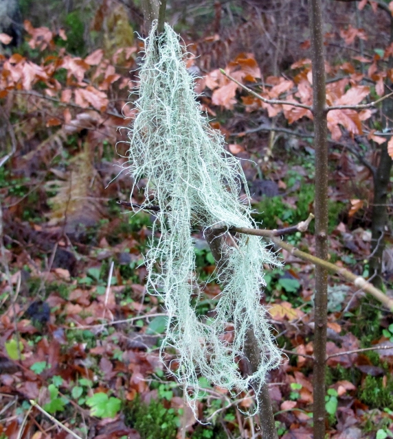 bradatec Usnea sp. Dill. ex Adans.