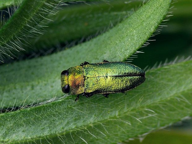 krasoň lesklý (sk) / krasec lesklý (cz) Anthaxia nitidula Linnaeus, 1758