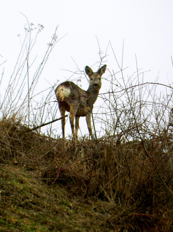 srna lesná  Capreolus capreolus