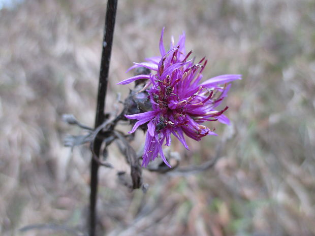 nevädzník hlaváčovitý Colymbada scabiosa (L.) Holub