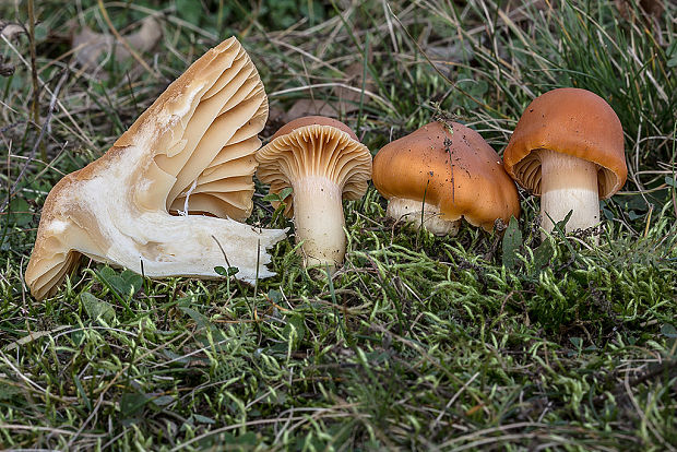 lúčnica statná Cuphophyllus pratensis (Fr.) Bon