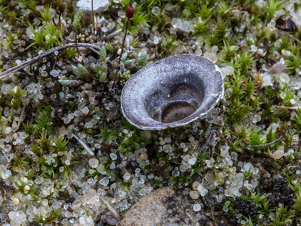 čiaškovec Cyathus sp.