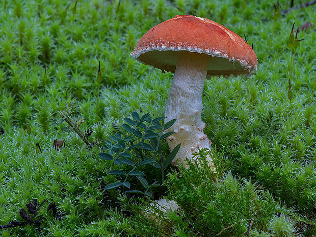 zrnivka rumelková Cystodermella cinnabarina (Alb. & Schwein.) Harmaja