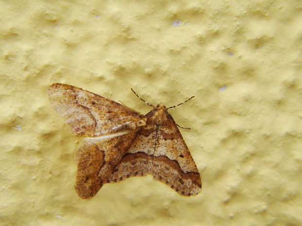 piadivka zimná Erannis defoliaria