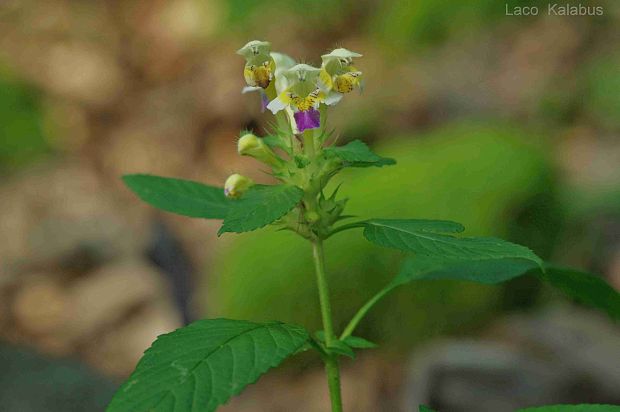 konopnica úhľadná Galeopsis speciosa Mill.