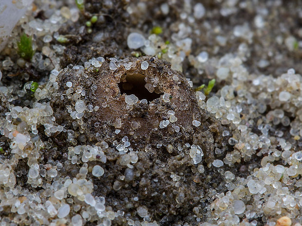 hrobnička Geopora sp.