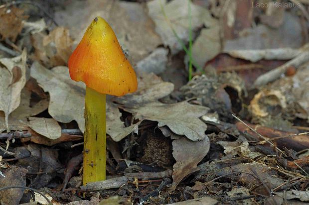 lúčnica kužeľovitá Hygrocybe conica (Schaeff.) P. Kumm.