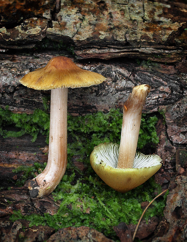 vláknica Inocybe sp.