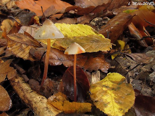 prilbička šafranová Mycena crocata (Schrad.) P. Kumm.