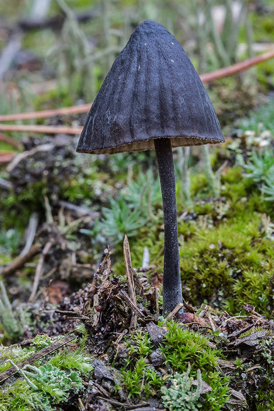 prilbička Mycena sp.