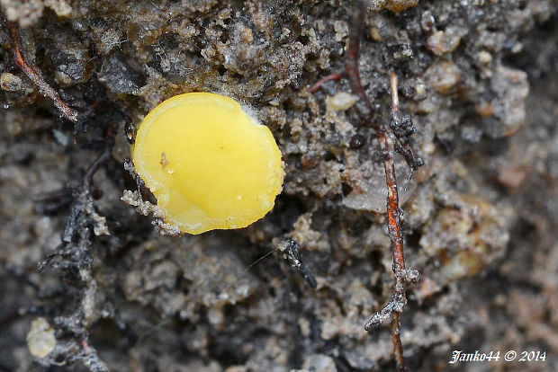 - Phaeohelotium terrestre ? (Velen.) Svrček