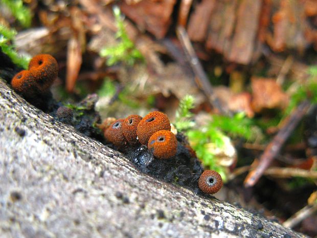 pakorienkovka čierna Plectania melastoma (Sowerby) Fuckel