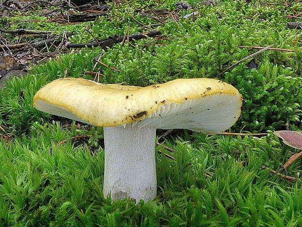 plávka hlinovožltá Russula ochroleuca Fr.