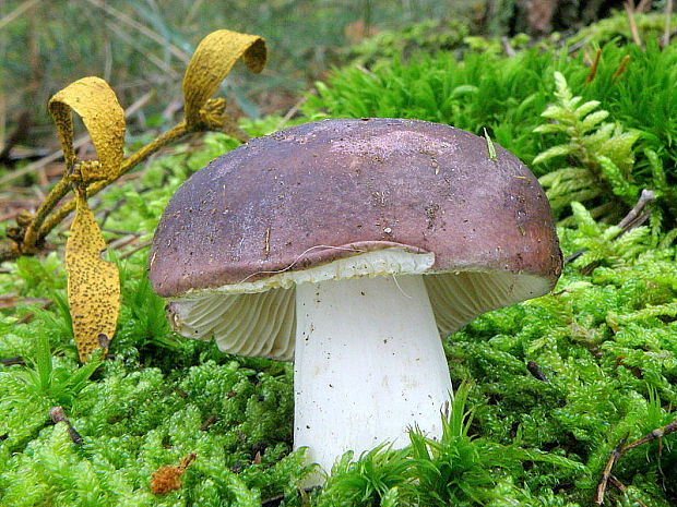 plávka Russula sp.