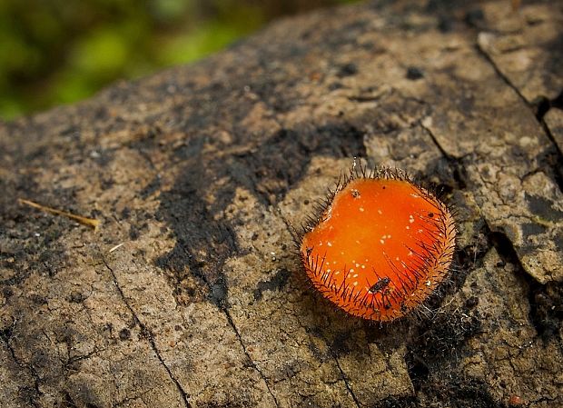 štítovnička Scutellinia sp.