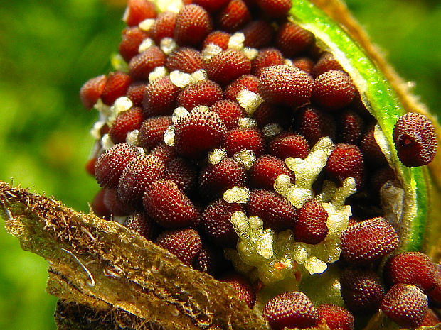 silenka biela pravá Silene latifolia subsp. alba (Mill.) Greuter et Burdet