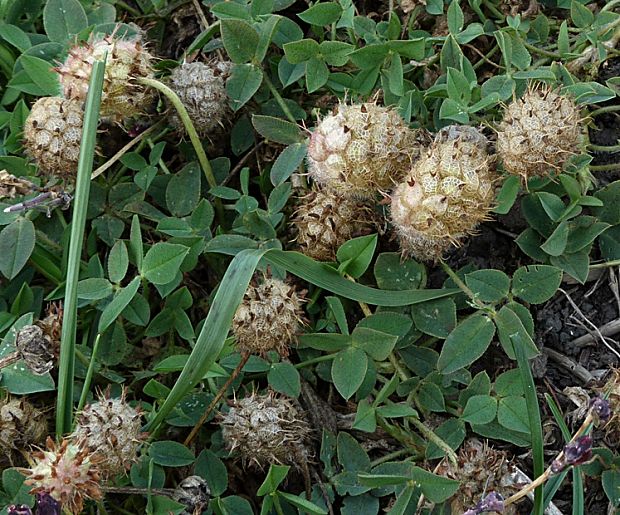 ďatelina bonannova Trifolium bonannii J. Presl et C. Presl