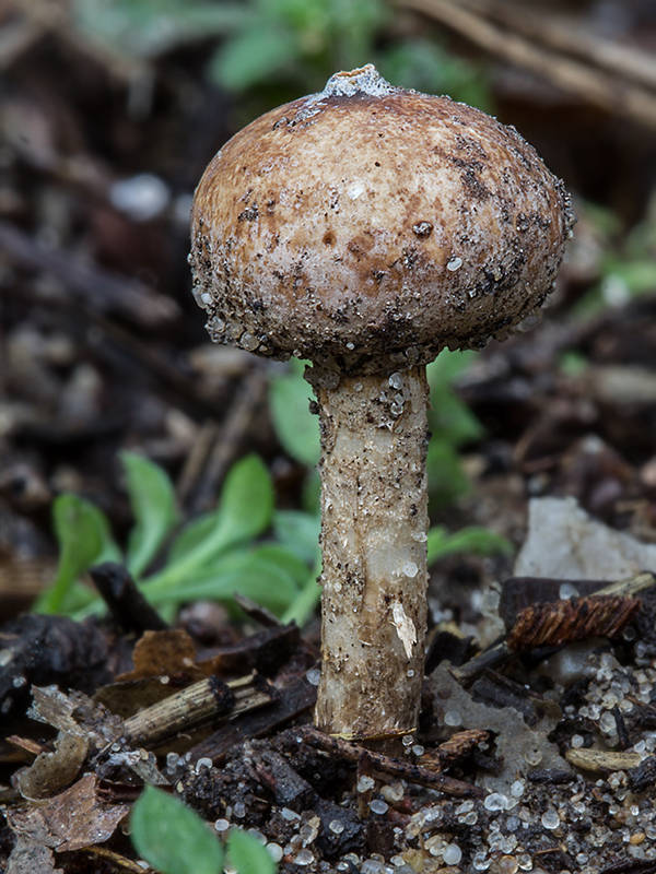 stopkovec zimný Tulostoma brumale Pers.