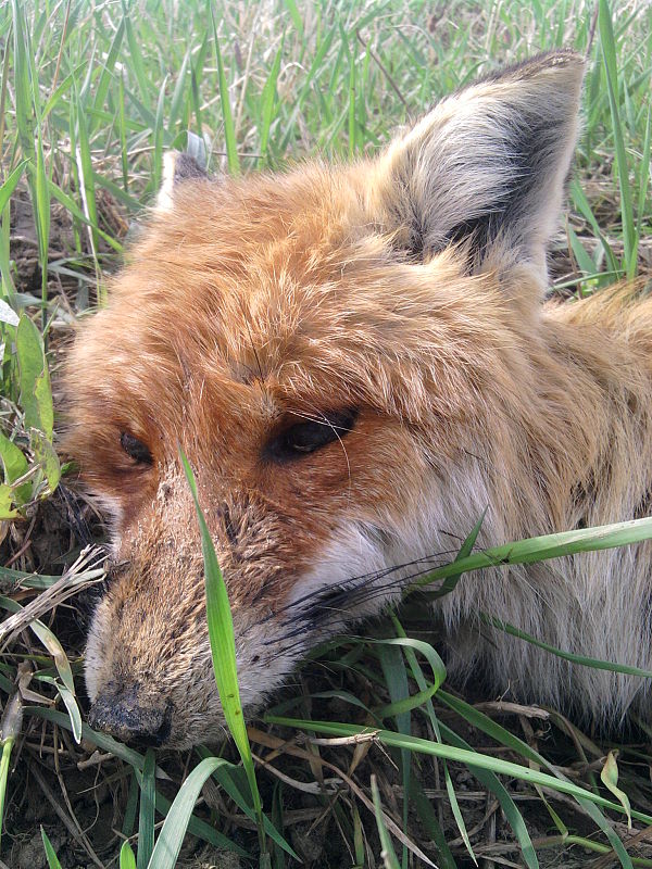 líška obyčajná Vulpes vulpes