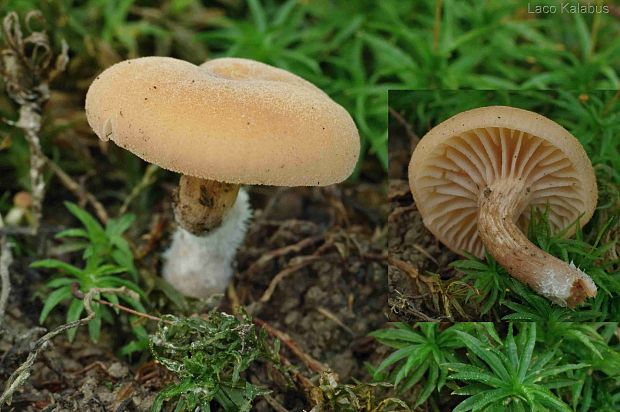 smeťovička  simocybe sp. (Fr.) P. Karst.