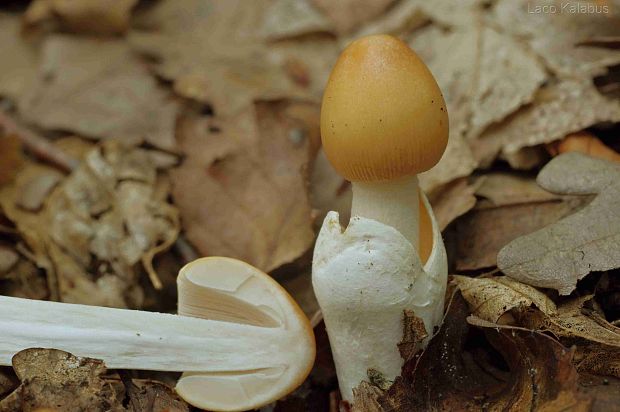 muchotrávka žltooranžová Amanita flavescens (E.-J. Gilbert & S. Lundell) Contu