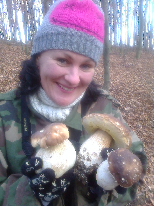 hríb dubový Boletus reticulatus Schaeff.