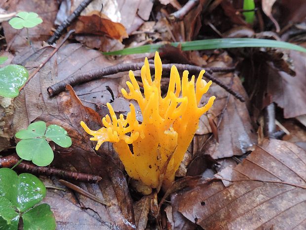 parôžkovec lepkavý Calocera viscosa (Pers.) Fr.