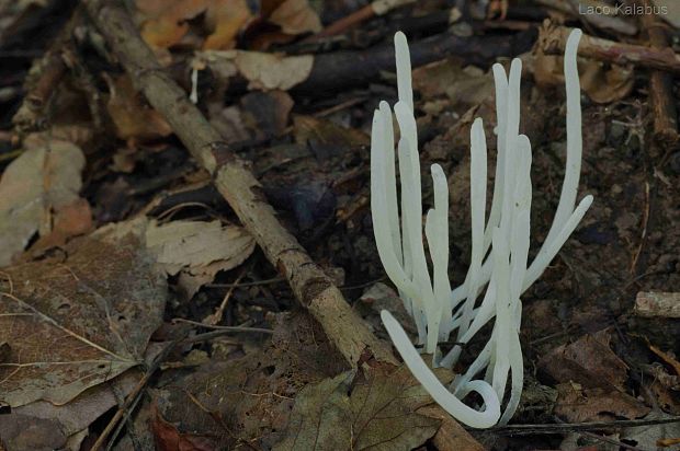 kyjačik lámavý Clavaria fragilis Holmsk.