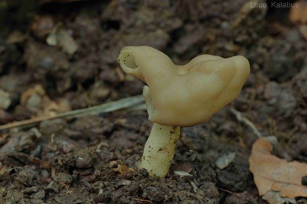 chriapač Helvella sp.