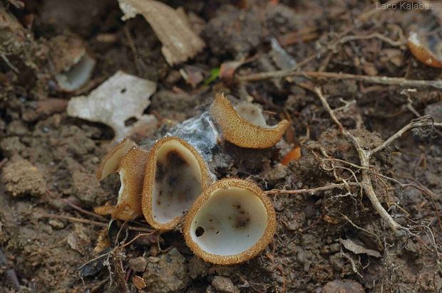 humária polguľovitá Humaria hemisphaerica (F.H. Wigg.) Fuckel