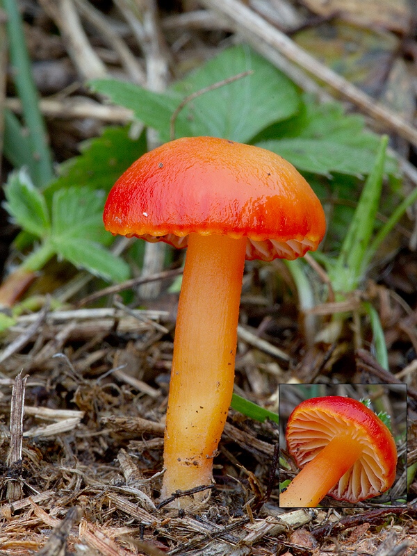 lúčnica šarlátová Hygrocybe coccinea (Schaeff.) P. Kumm.