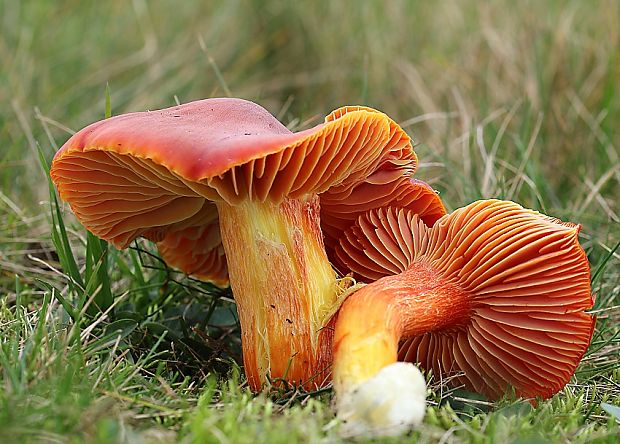 lúčnica granátovočervená Hygrocybe punicea (Fr.) P. Kumm.