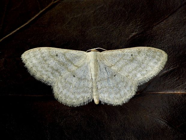 piadica kuričková (sk) / žlutokřídlec bledý (cz) Idaea subsericeata Haworth, 1809