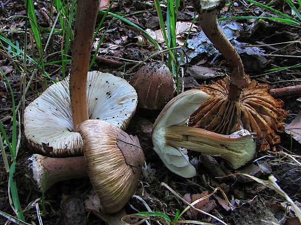 vláknica hviezdicovovýtrusná Inocybe asterospora Quél.