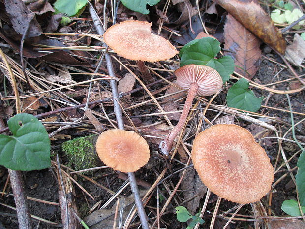 lakovka Laccaria sp.