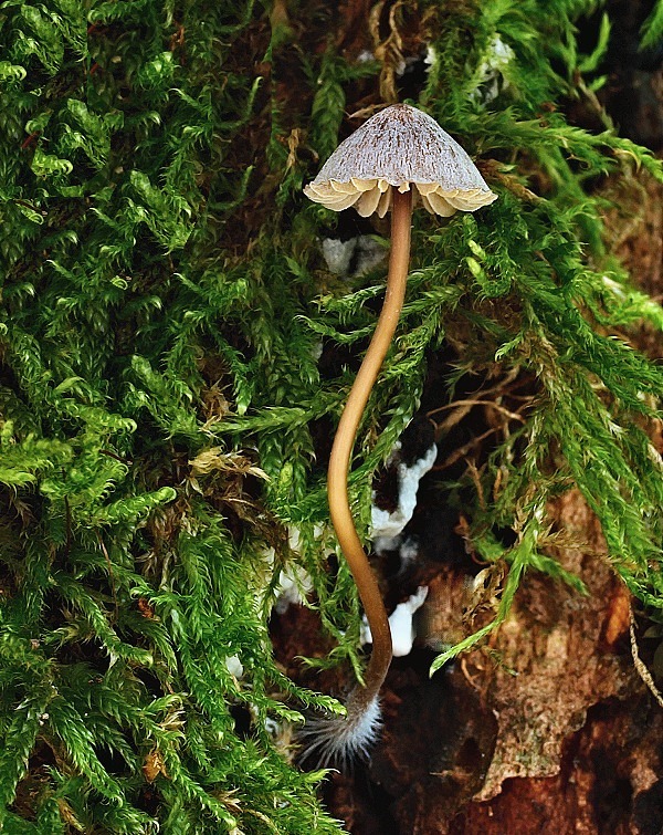 prilbička Mycena sp.