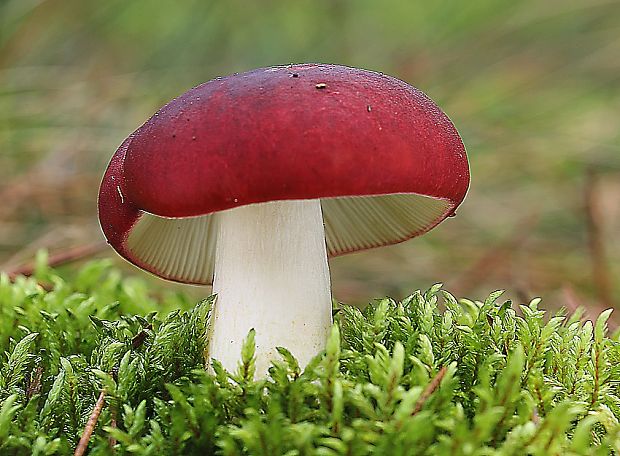 plávka vínovočervená Russula xerampelina (Schaeff.) Fr.