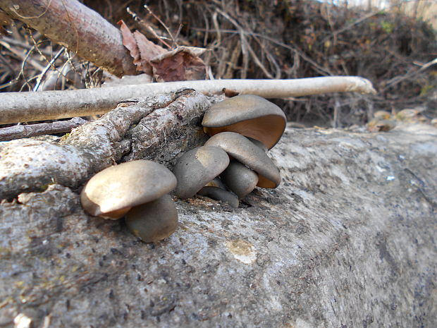 pňovka neskorá Sarcomyxa serotina (Pers.) P. Karst.