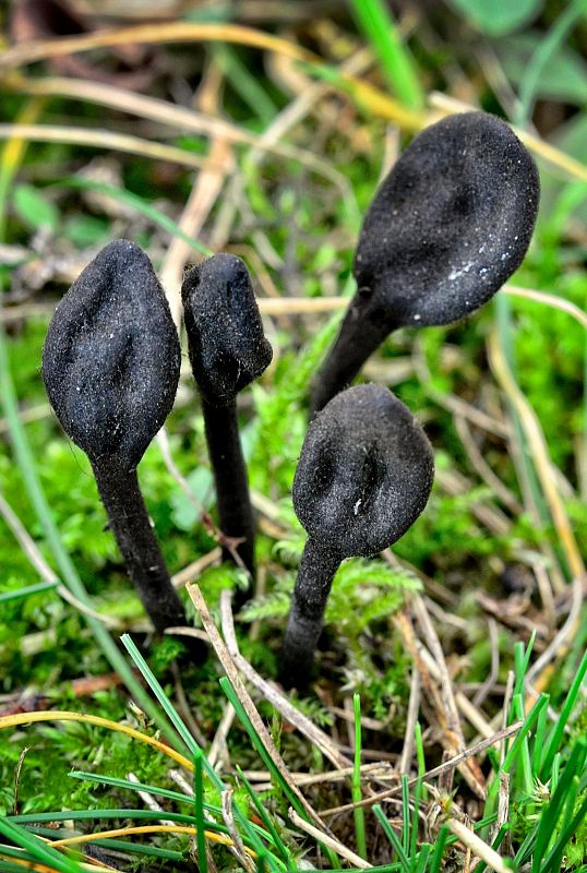 pajazýček chlpatý Trichoglossum hirsutum (Pers.) Boud.