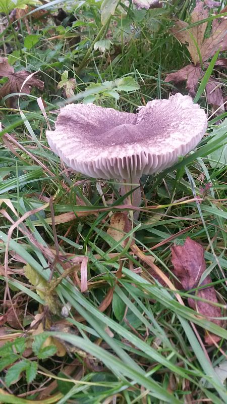 čírovka sivookrová Tricholoma cf. scalpturatum (Fr.) Quél.