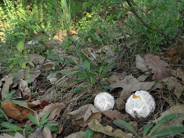 muchotrávka cisárska Amanita caesarea (Scop.) Pers.